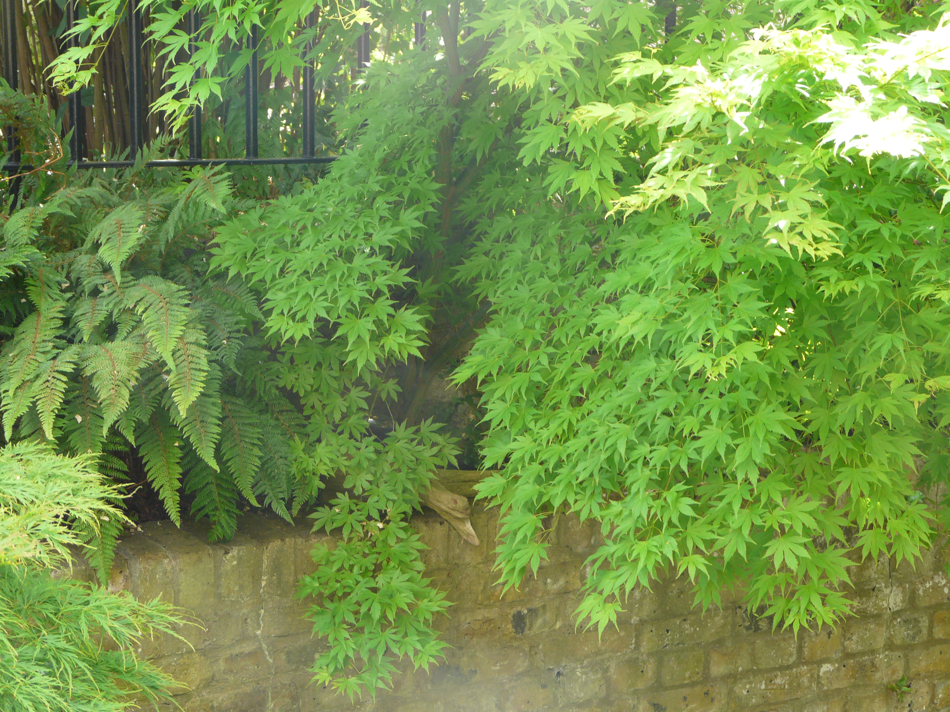 Fran's Acers