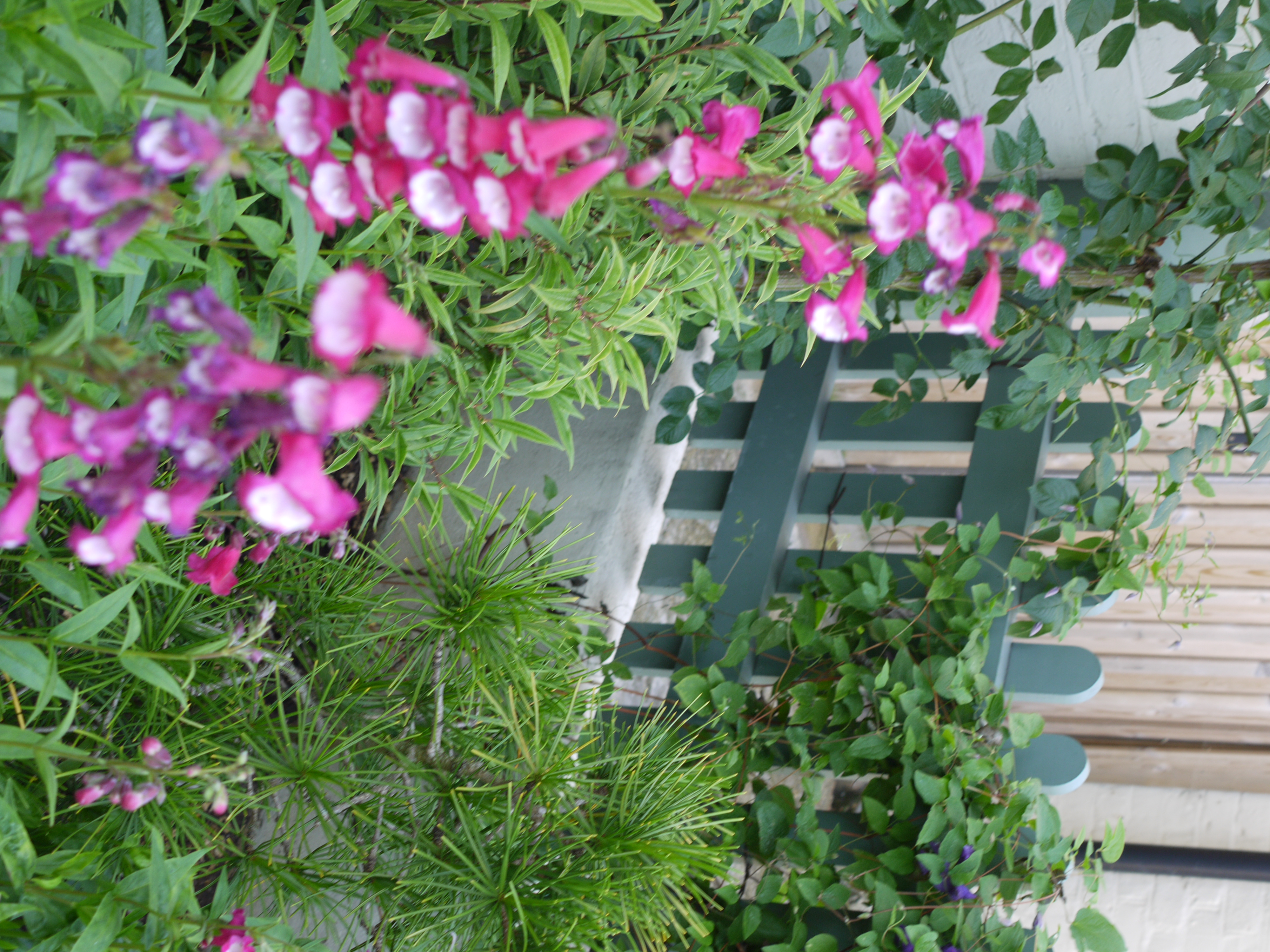 Jenny's Front Garden