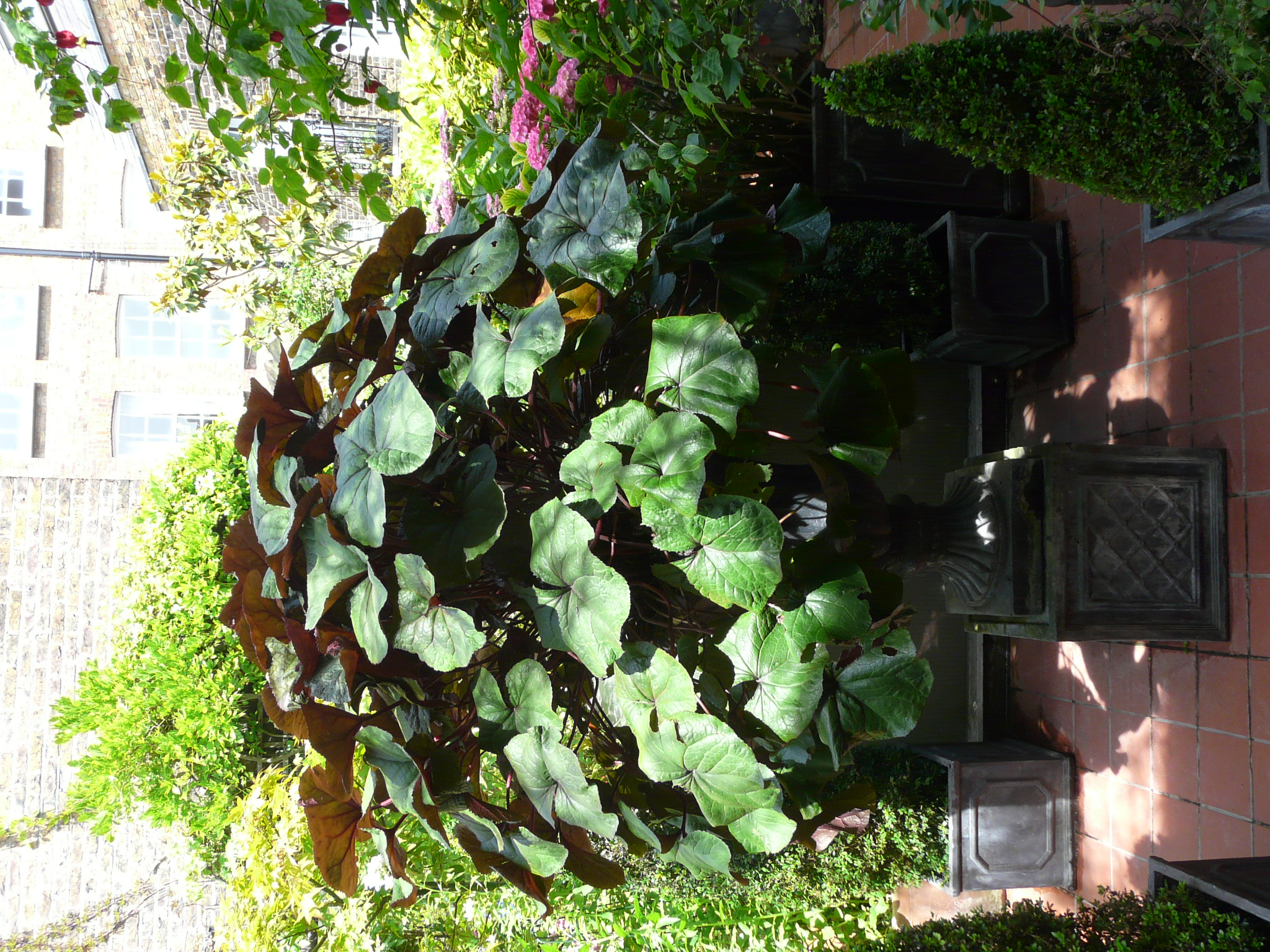 Peter's Roof Garden