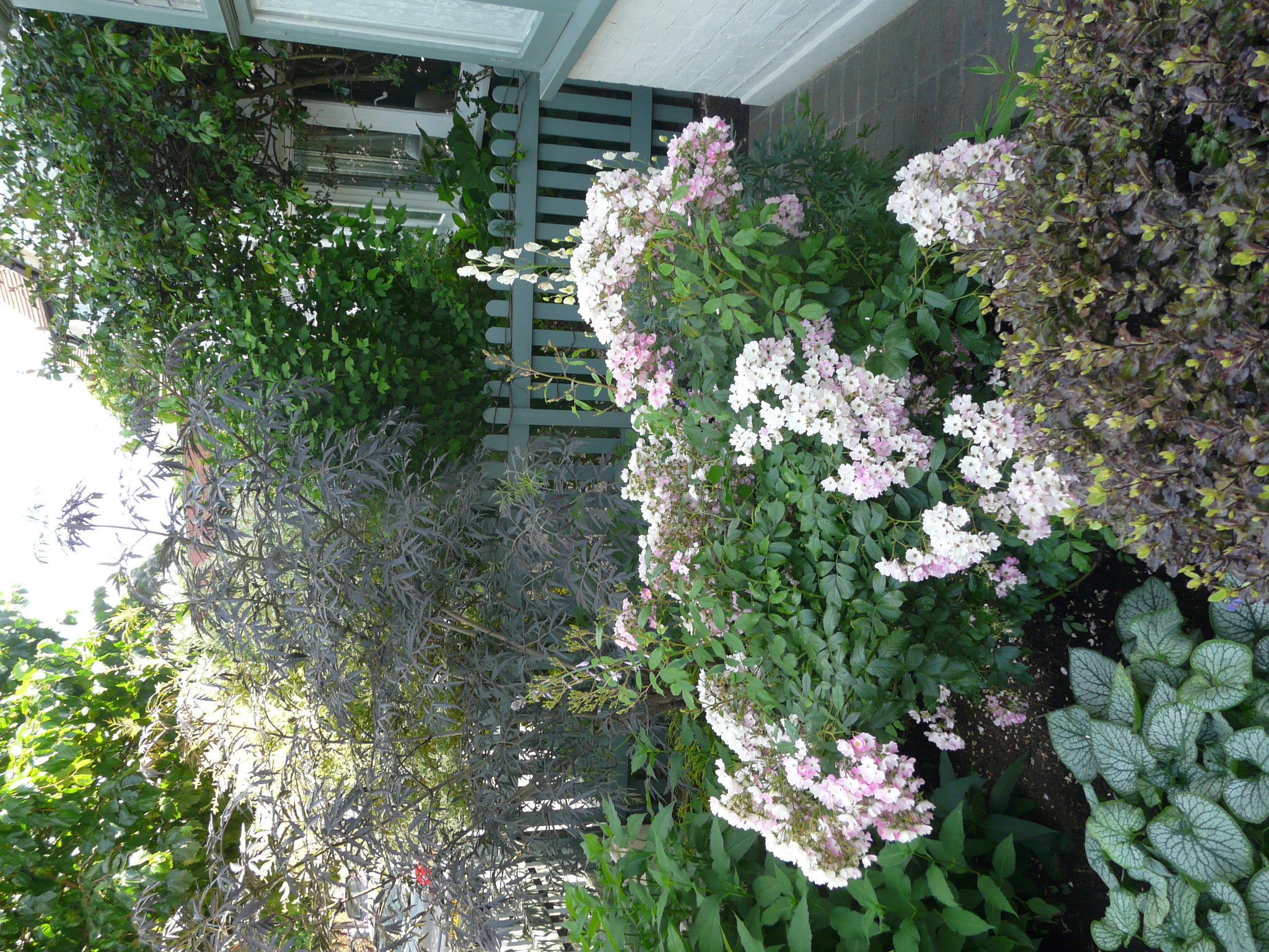 Jenny's front garden