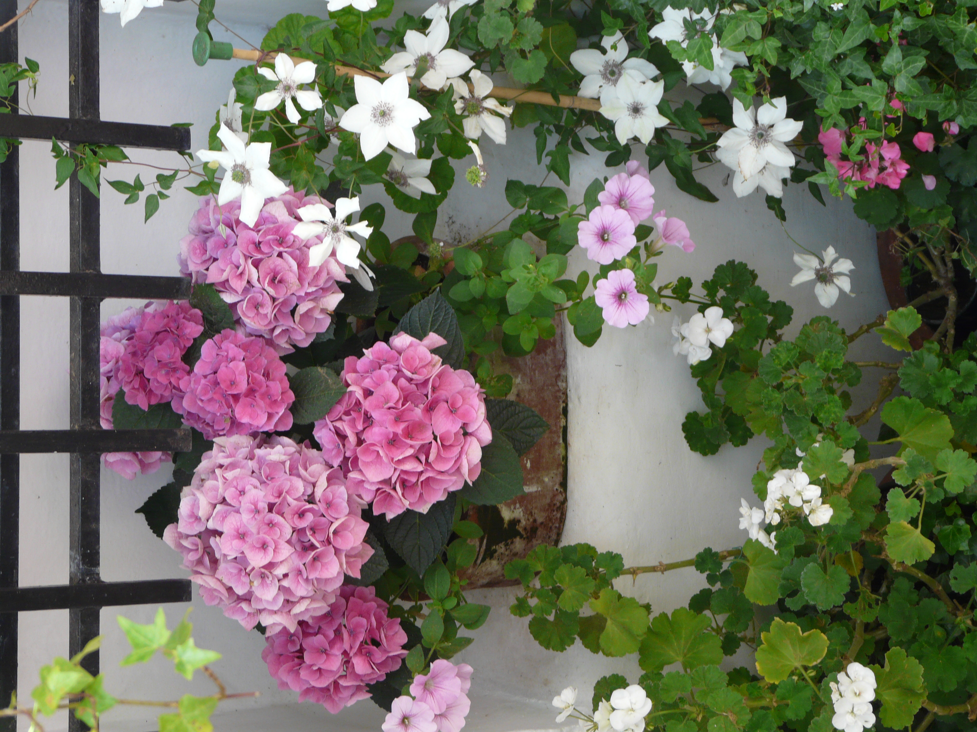 Hydrangea