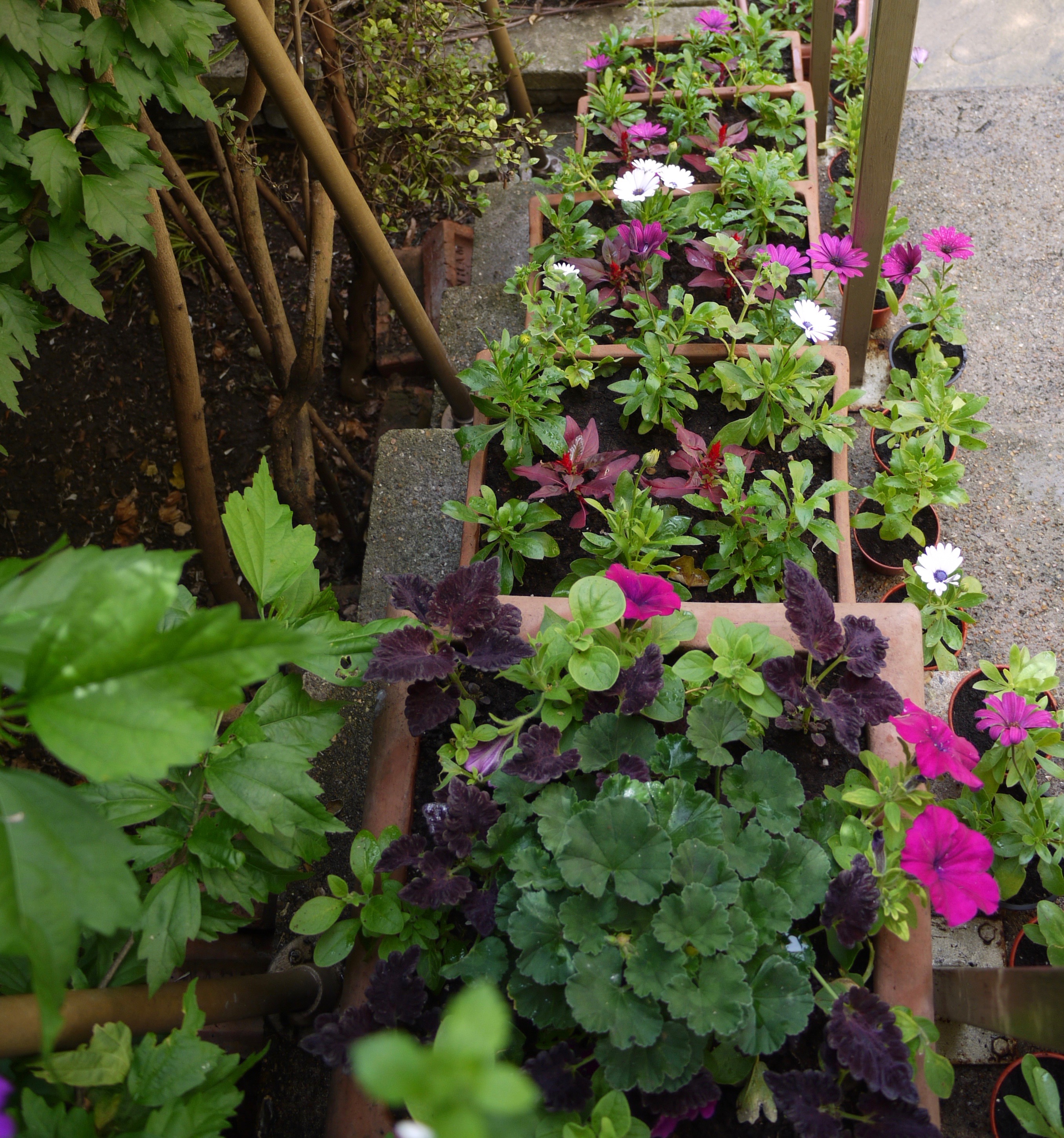 Harvey's Back Garden