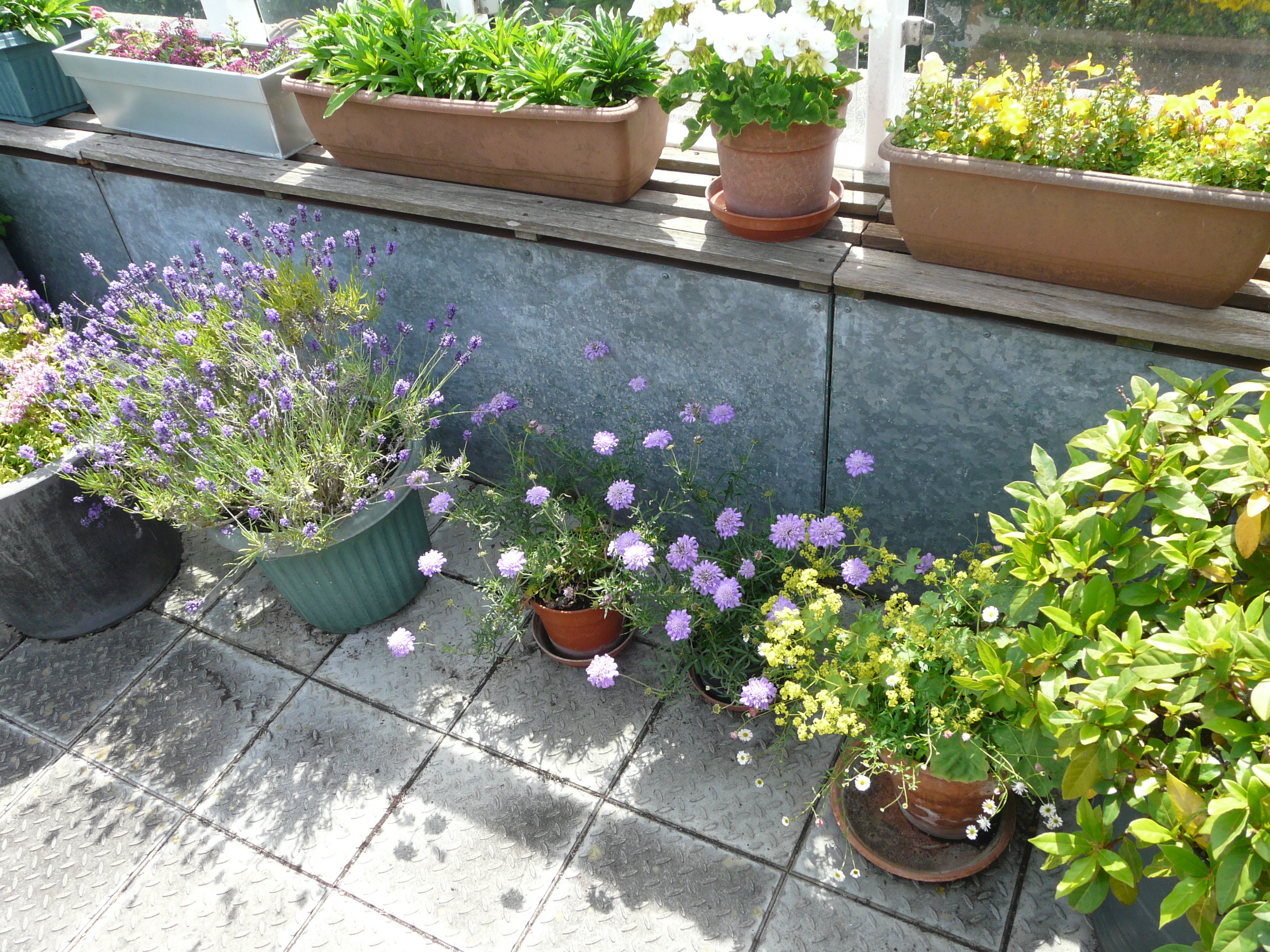 Susan's Roof Garden