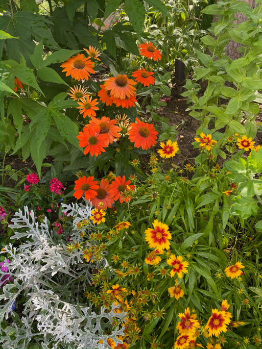 Coreosis in the Garden.jpeg