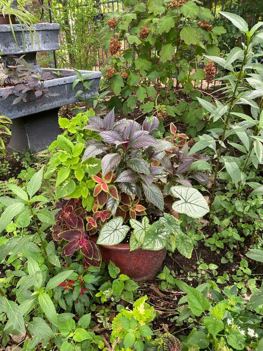 Persian Shield Garden.jpg