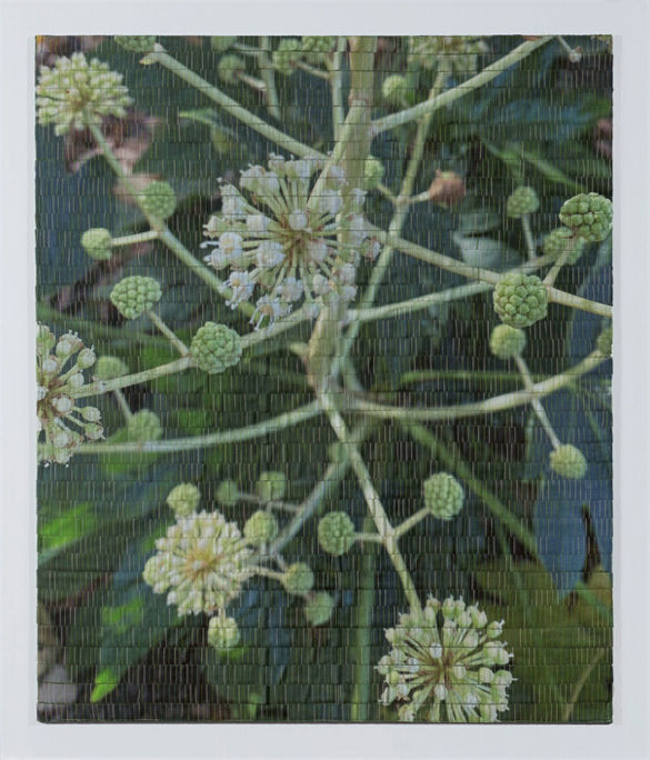 Japanese Aralia 1_edited.jpg