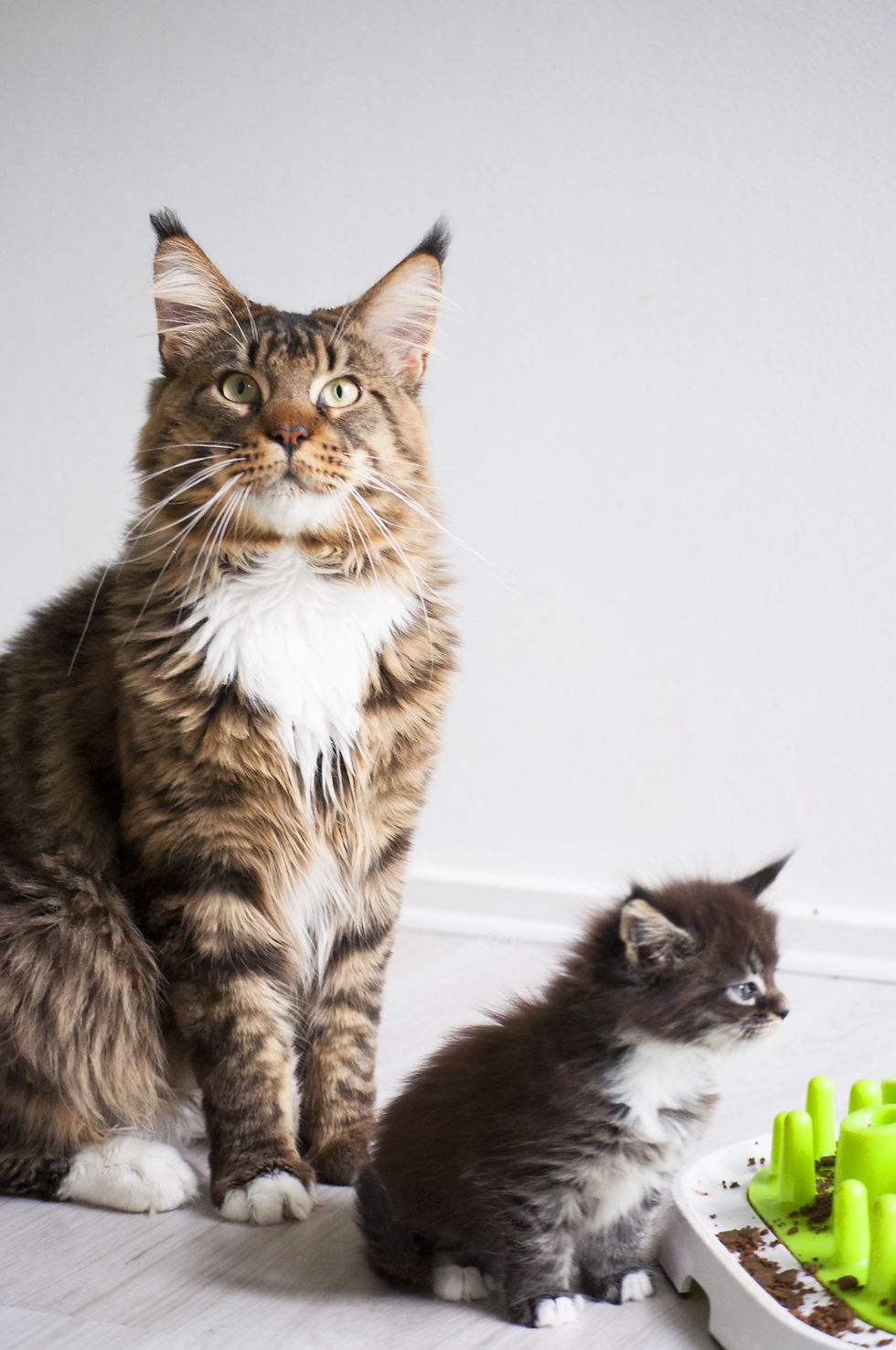 Comment accueillir son chat(on) à la maison ?

