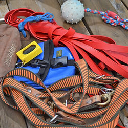 Hundeschule in der Nähe