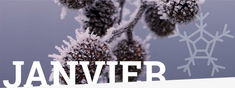 Bilan de Janvier