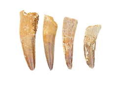 bigger dino teeth_edited