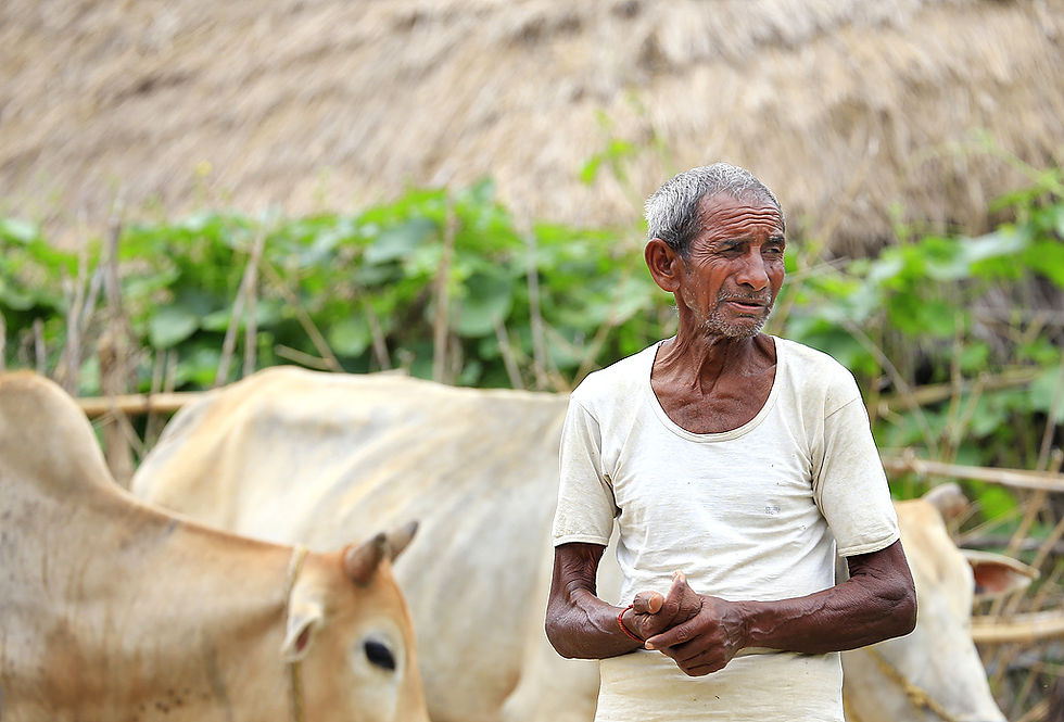 The Old Man keeps White Cows