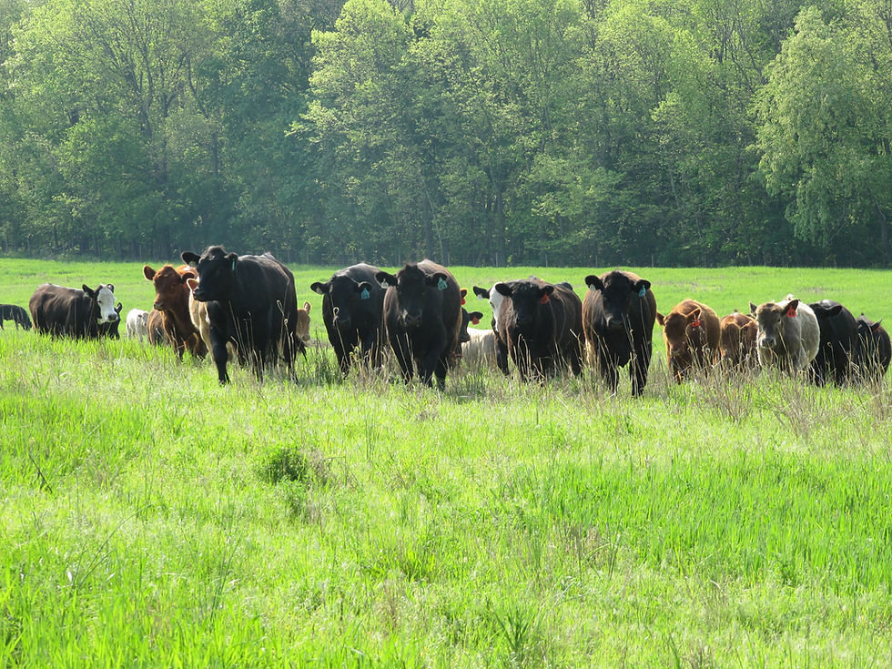 Royer Farm Fresh Grassfed Beef