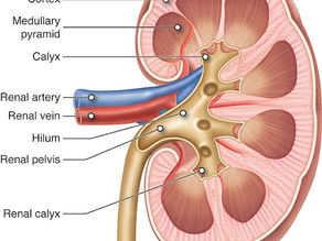 We Need to Fund More Nephrology Research, Especially Randomized Control Trials