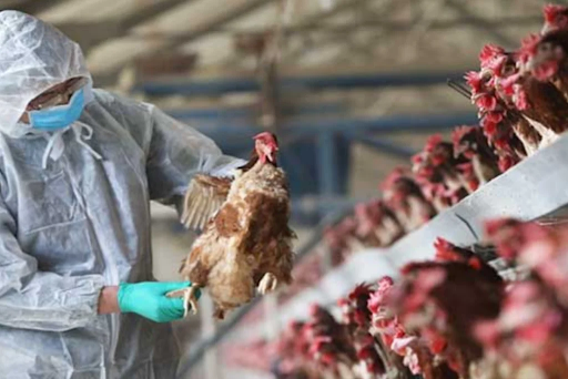 Agricultural animal health inspection worker on poultry farm.