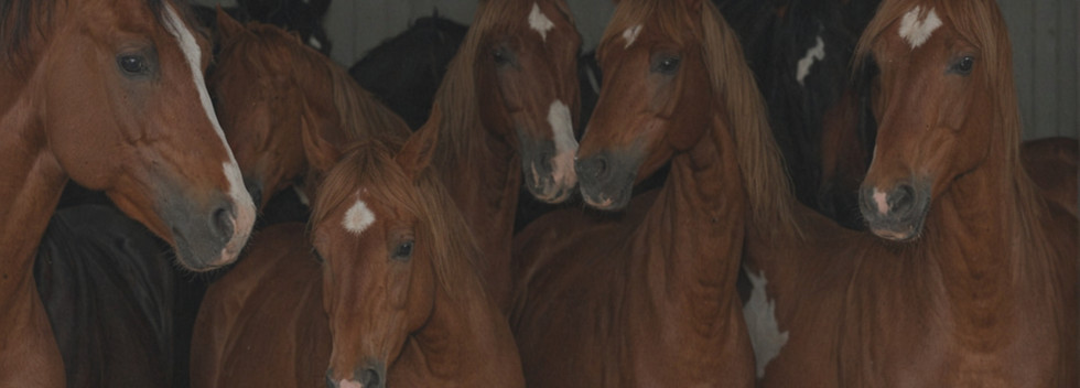 Horses for Sale