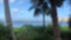 Photo by Shannon Allen. Taken at Marie Selby Botanical Gardens Sarasota, Florida.