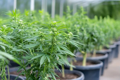 Future of Cannabis.png