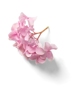 hanami flower1.png