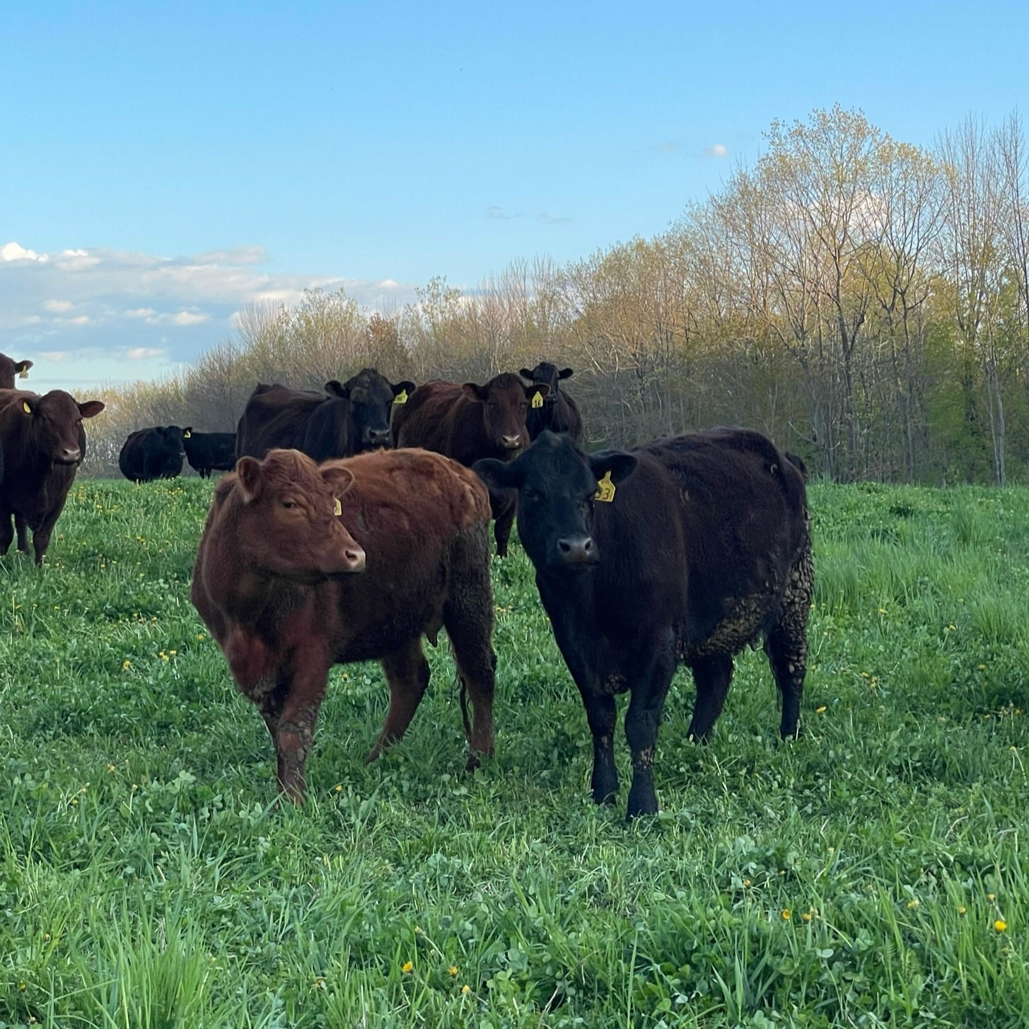 Hindquarter Beef - Deposit