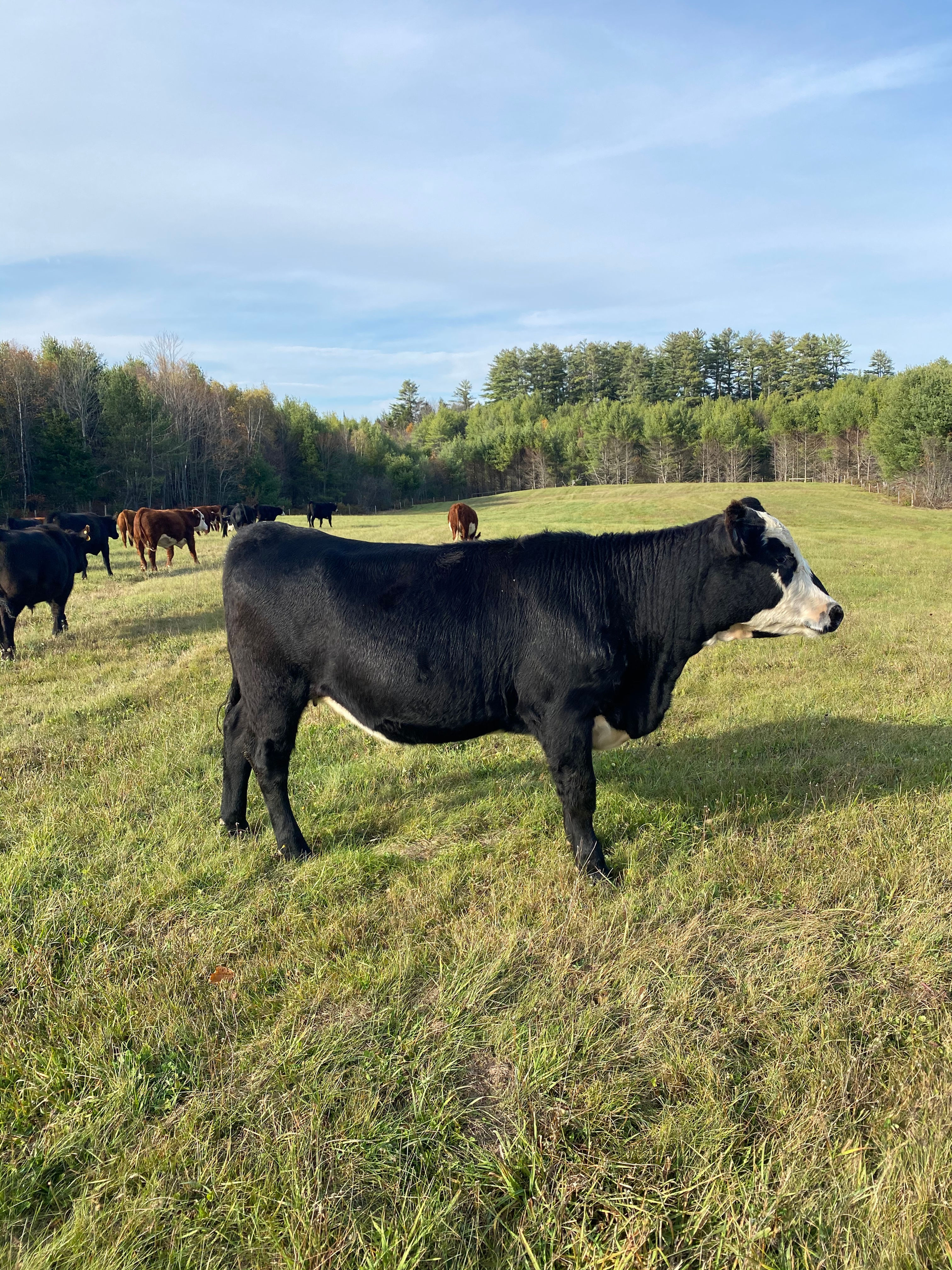 Whole Beef - Deposit