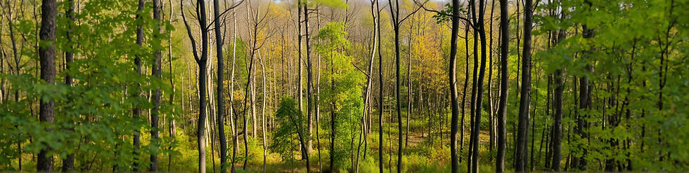 hardwood forest in bedford PA that was thinned for wildlife_edited.jpg