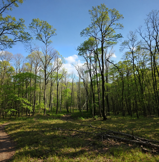 hardwood forest in bedford PA that was thinned for wildlife__edited_edited_edited.png