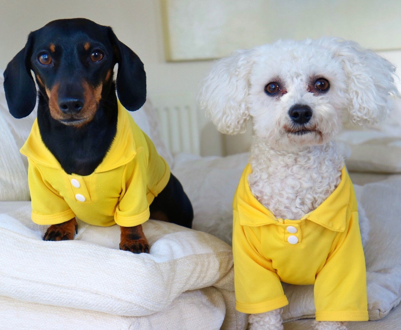 Bright & Breezy Dog Polo Shirt