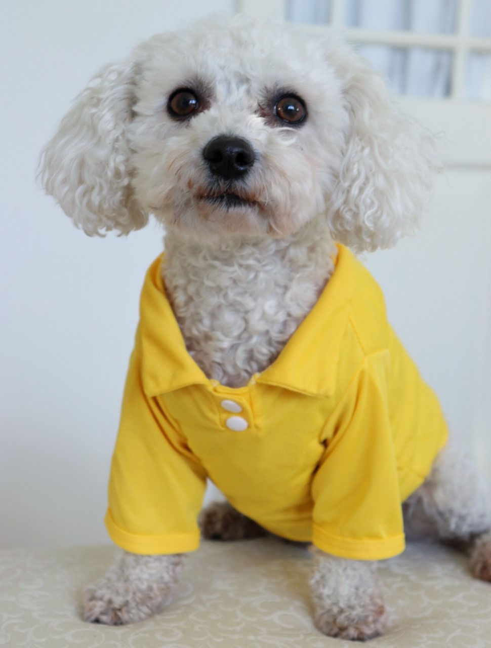 Thumbnail: Bright & Breezy Dog Polo Shirt