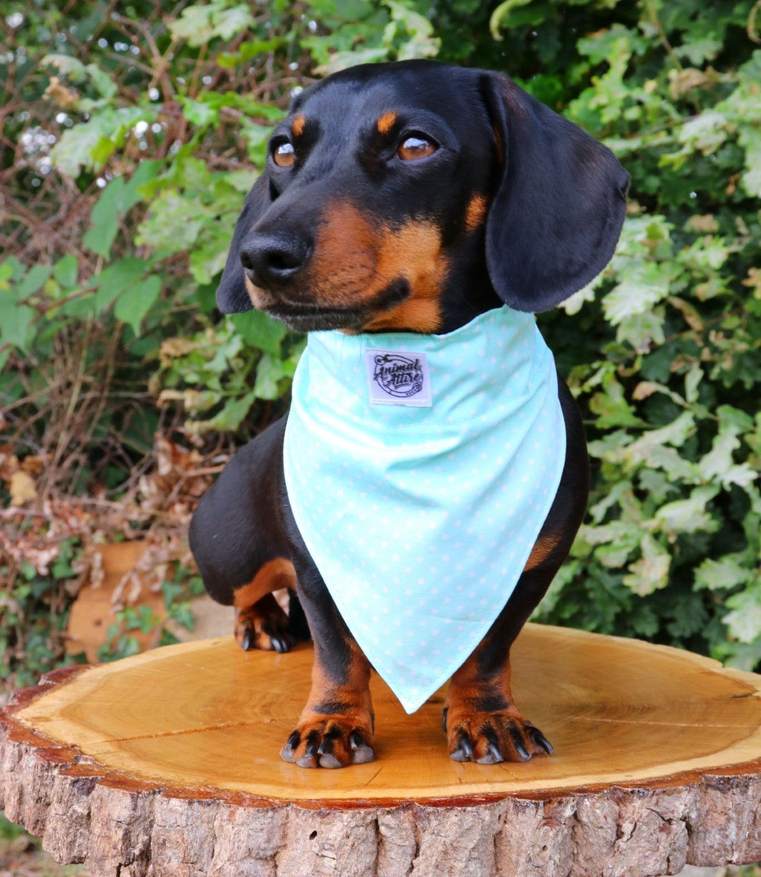 Peppermint Polka Dog Bandana