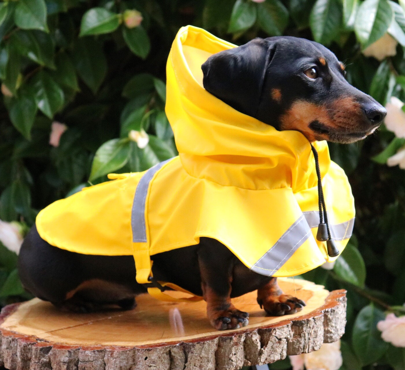 Dog Clothing Dog Clothes UK Animal Attire