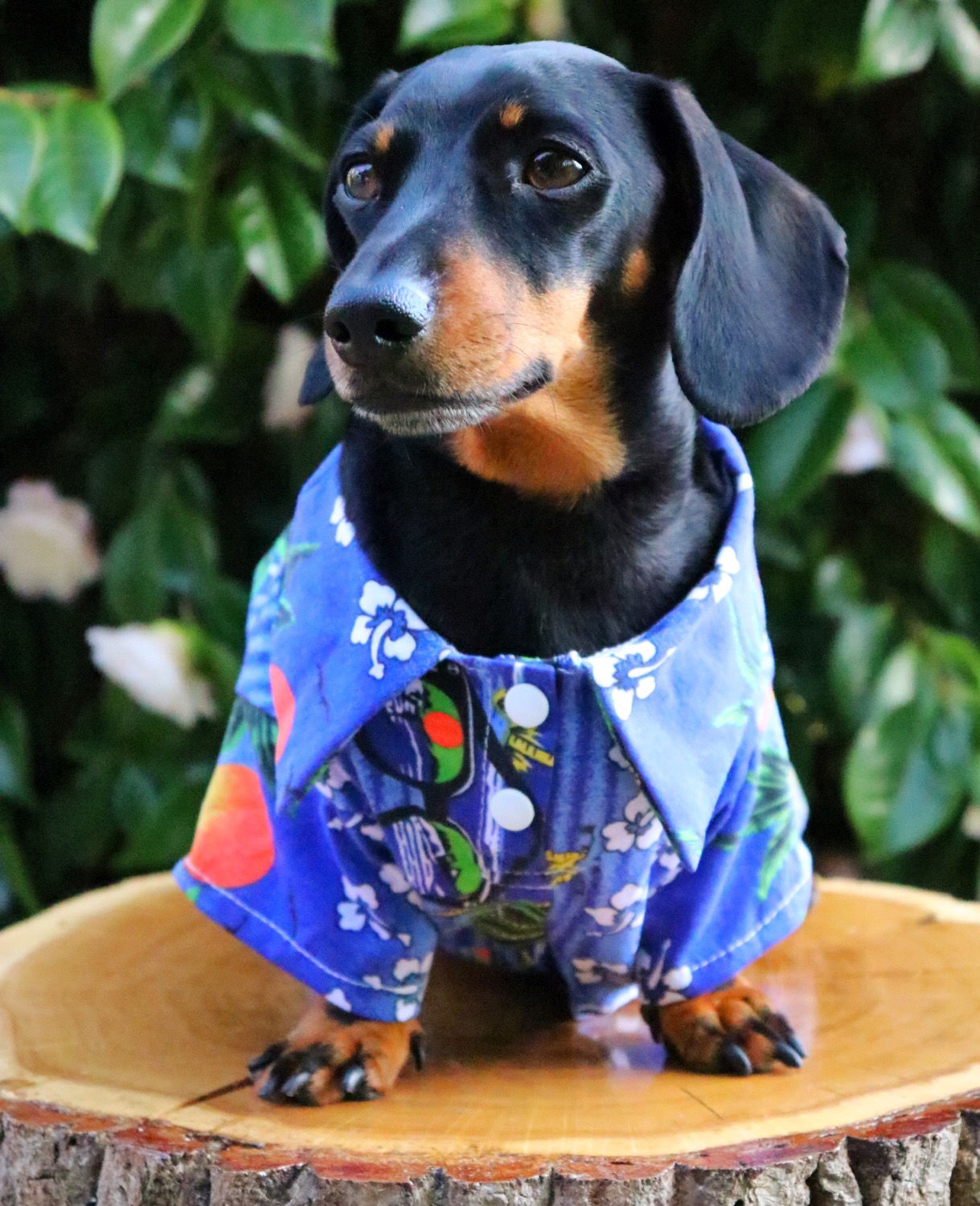 Beach Party Hawaiian Dog Shirt