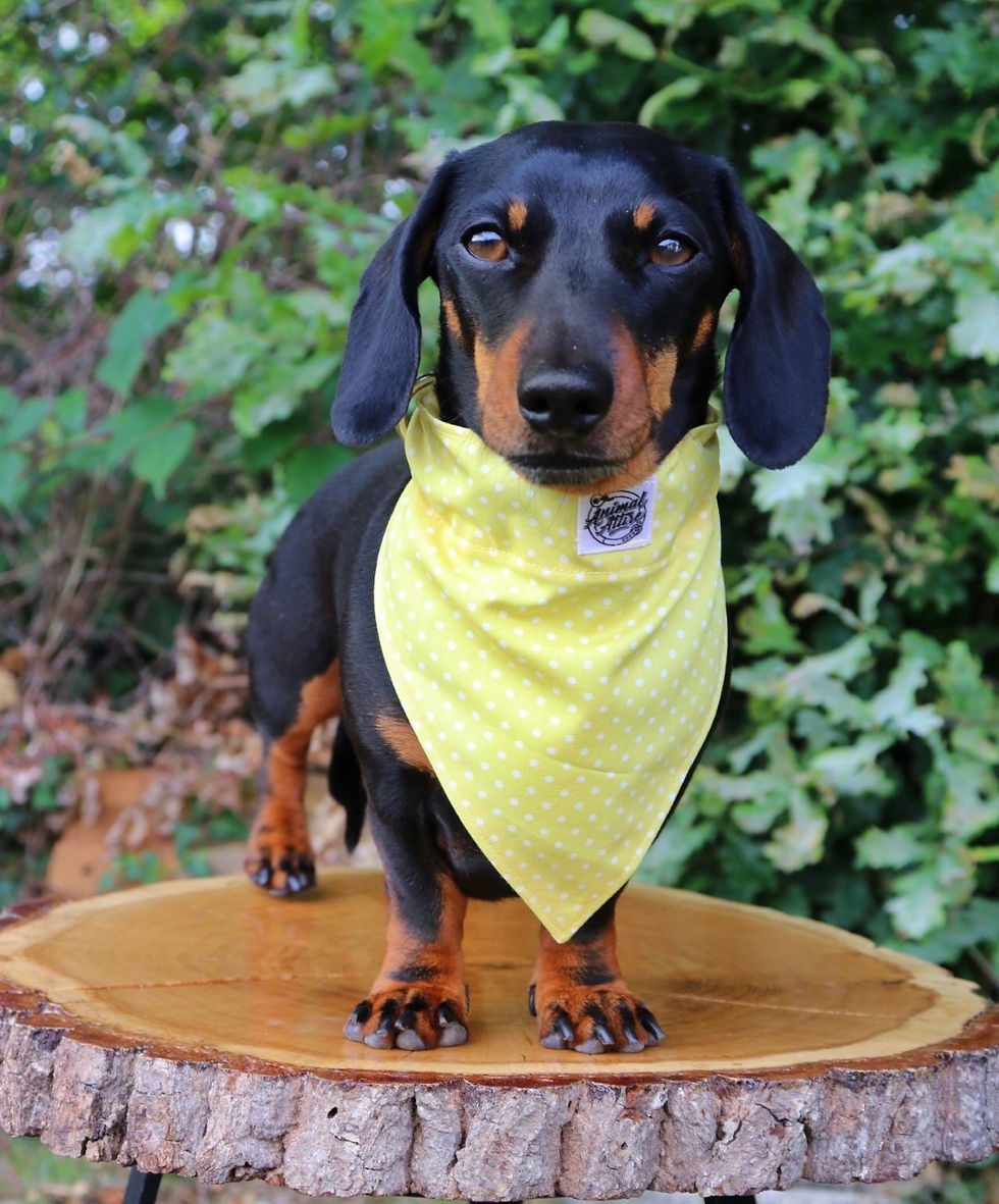 Thumbnail: Lemon Drizzle Polka Dog Bandana
