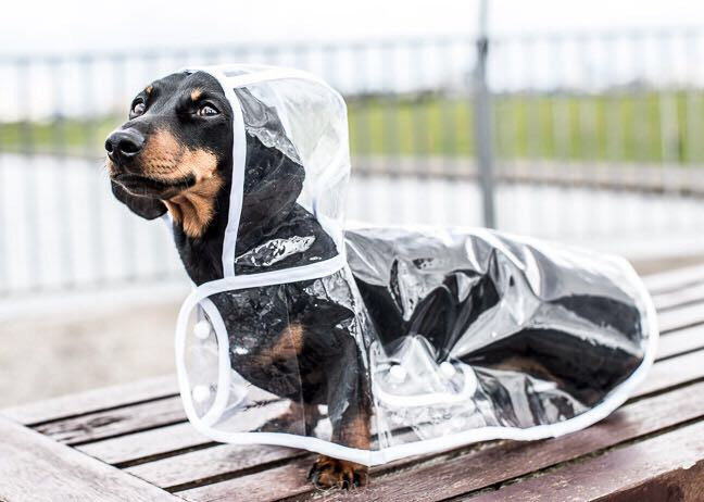 dachshund clear raincoat
