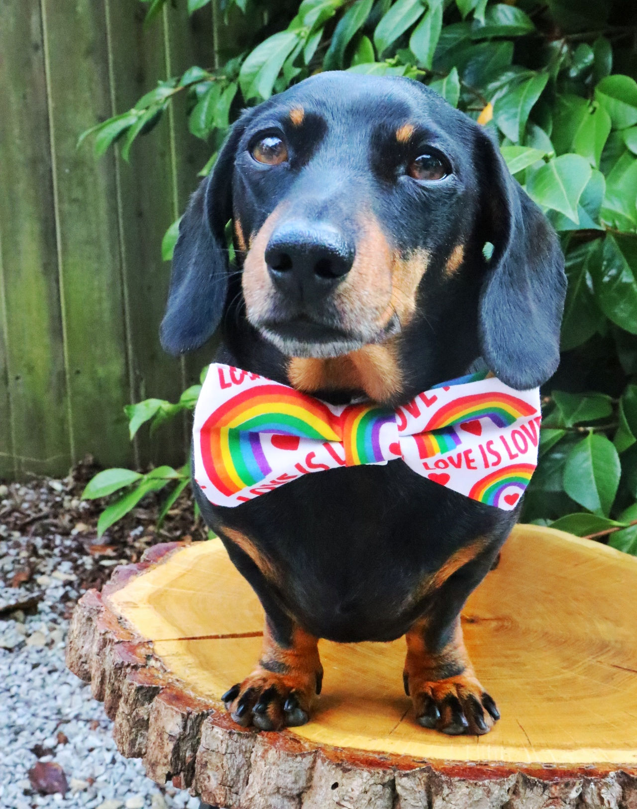 Love Is Love Bow Tie