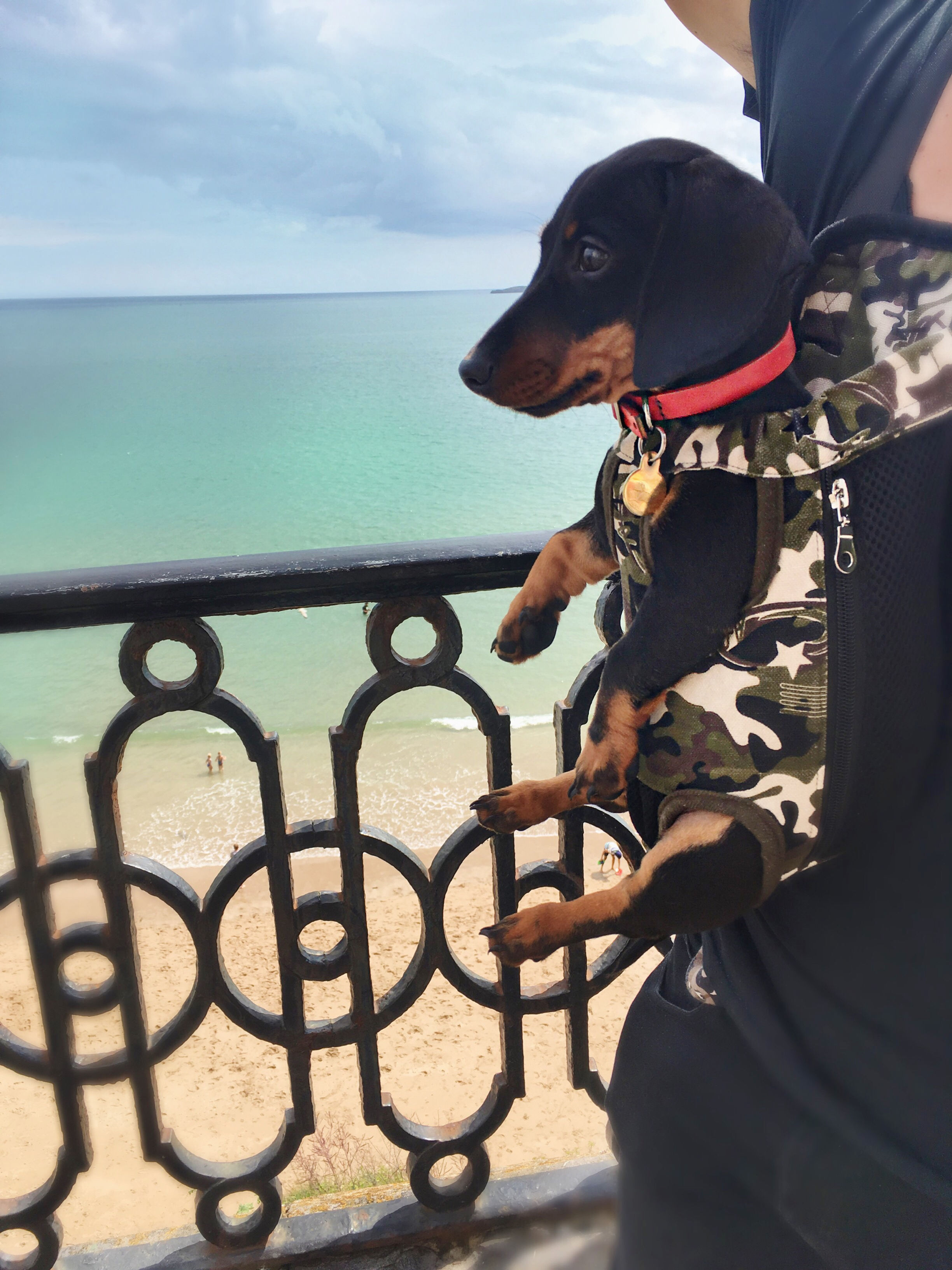 camouflage small dog carrier