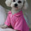 Thumbnail: Bright & Breezy Dog Polo Shirt