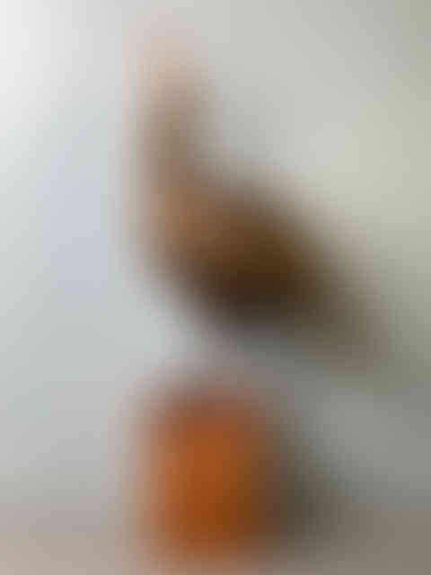 Untitled Project