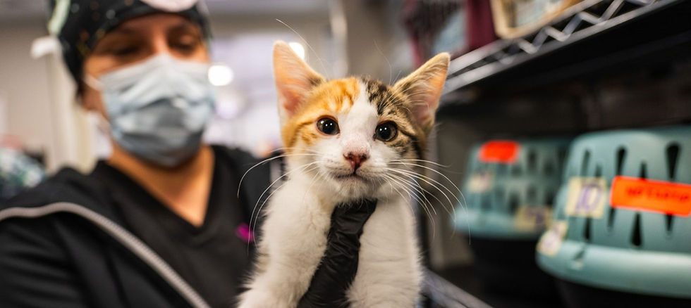 Homepage Cat_01.jpg