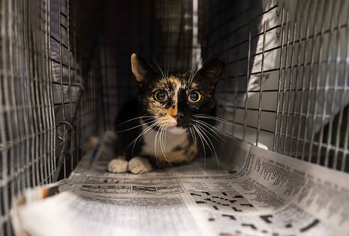 20250116_TNR_Clinic_318_SM.jpg