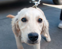 Doggie ready to get his microchip.