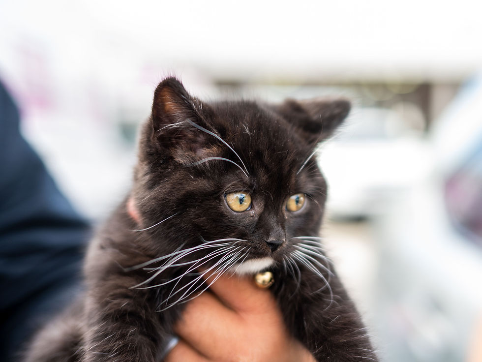 Black Kitten at Longo Event.
