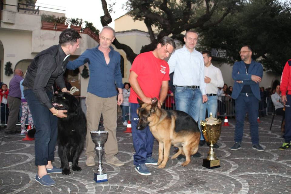 12191854_982344515157188_233194018274703260_n