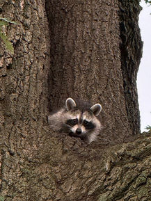 Historie prawdziwe - True stories