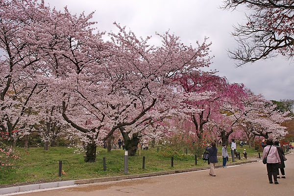 府立植物園の桜
