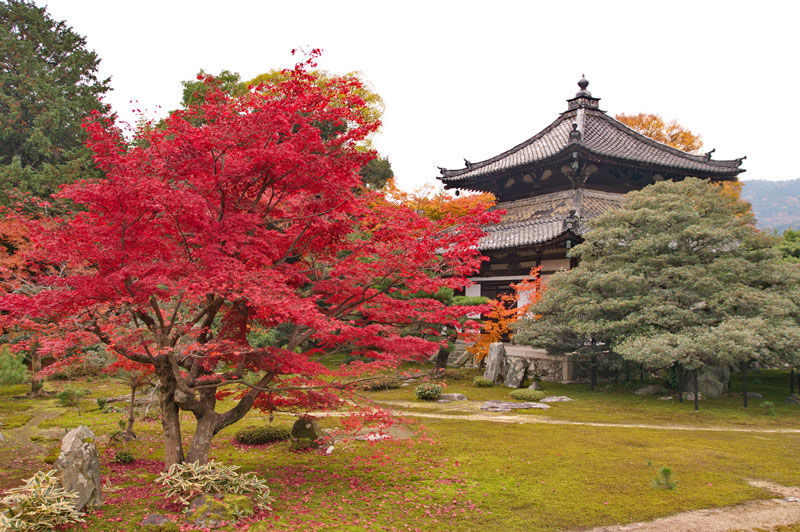 鹿王院の紅葉