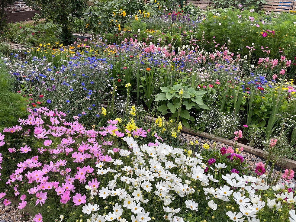 Colourful flower-filled allotment at The Secret Garden Flower Shop