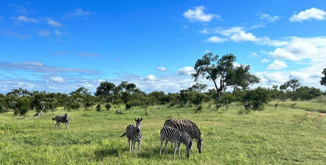 South Africa itinerary: Safari, to wine country, to Cape Town and more