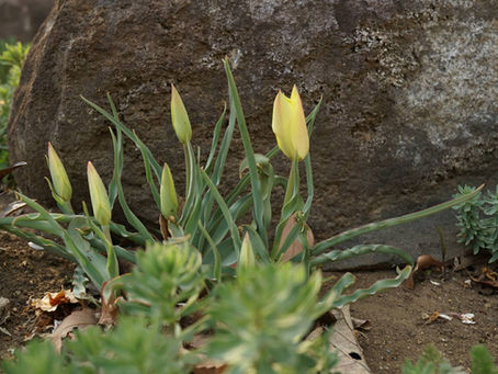 今週末はガーデンサポーターズデーです