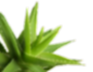 Propolis crème Forever Aloe Vera Bordeaux