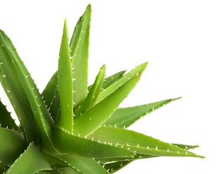 Propolis crème Forever Aloe Vera Bordeaux